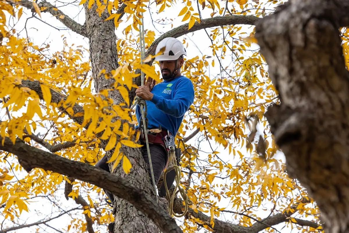 Skilled Tree Trimming crew working in Lawrence
